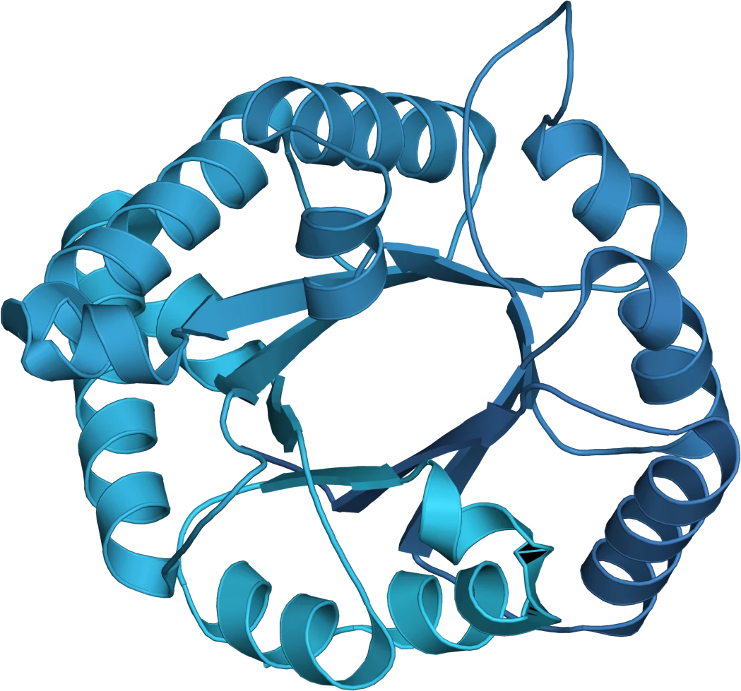 A protein structure, rendered as a ribbon diagram