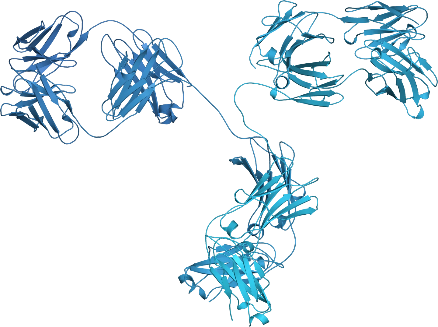 An antibody structure, rendered as a ribbon diagram