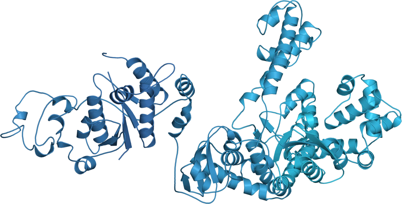 An enzyme structure, rendered as a ribbon diagram