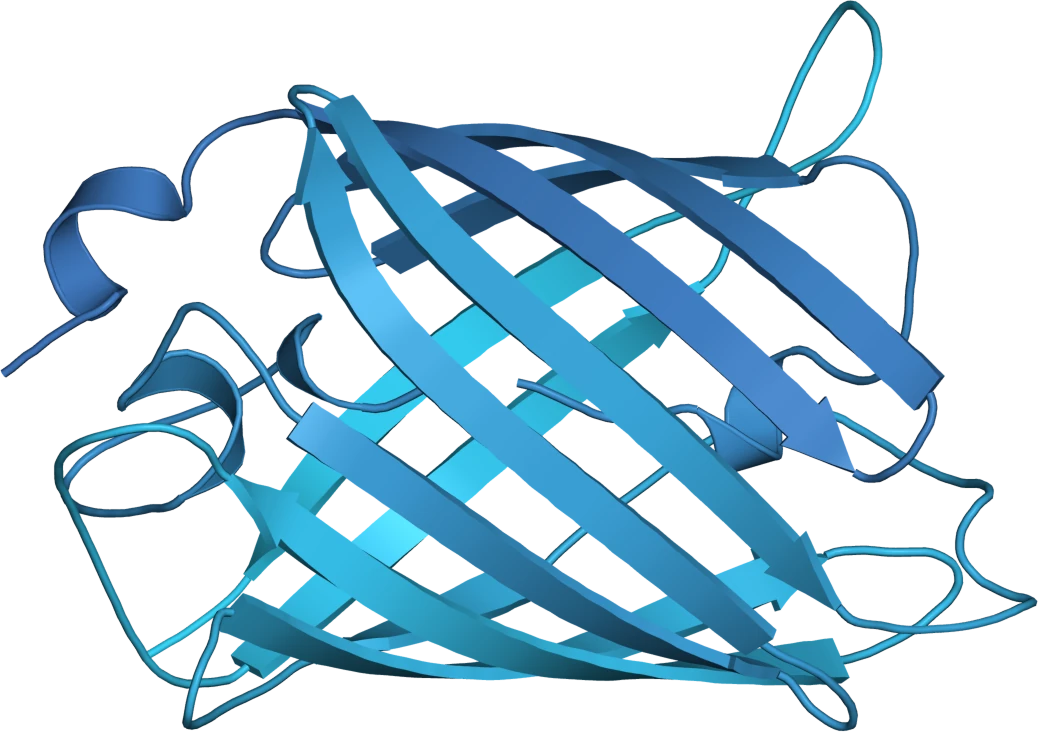 A protein structure, rendered as a ribbon diagram
